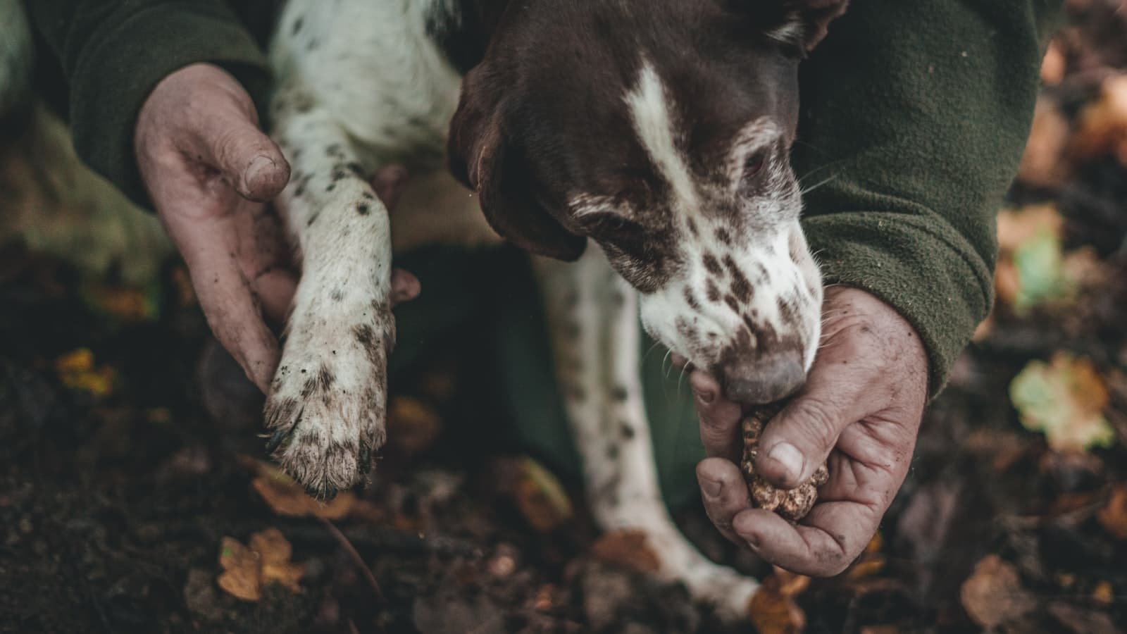 Trüf köpeği ve toprak altından çıkarılan taze trüf
